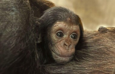 Šimpanzí sameček už má jméno